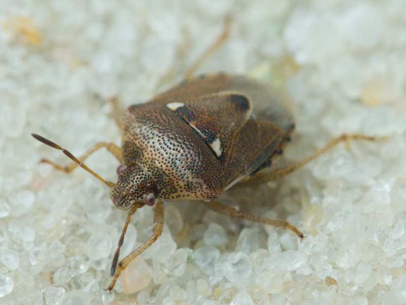 Stagonomus bipunctatus (Linnaeus, 1758)